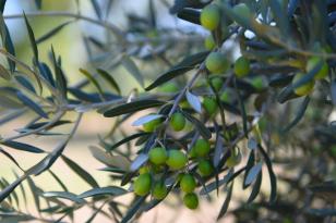 Ayvalık’ta Yılın İlk Zeytin İlk Hasadı Yapıldı